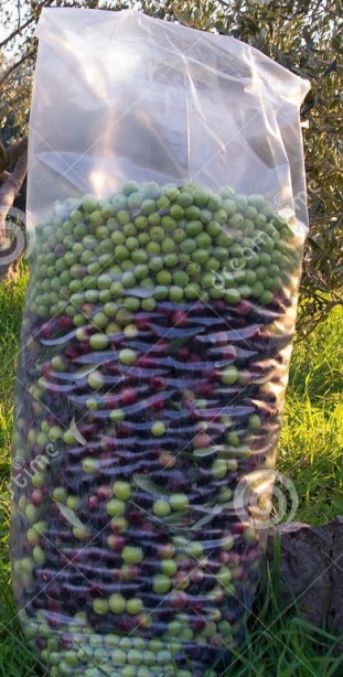 olive-nella-borsa-di-trasporto-28042227